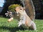 Squirrel loves his food