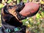 This dog is so happy to grab the rugby ball