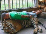 Sleeping on a tiger