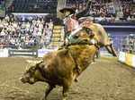 Bull riding is amazes many people, probably because of the excitement