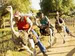 Although the sport looks easy but it is not as Ostriches