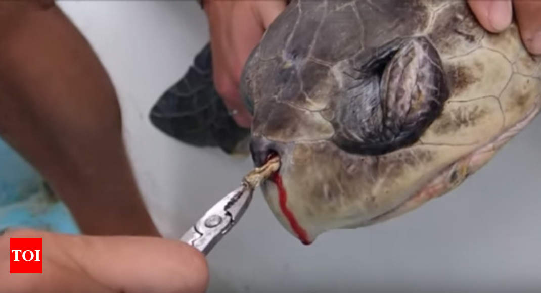 Plastic straw removed from turtle's nose in heartbreaking video - Times ...