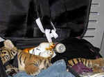 ​Someone just tried to smuggle a live tiger cub