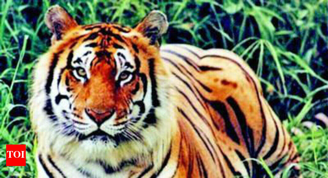Madhya Pradesh poachers kill tiger, extract fat oil for homemade 'Tiger