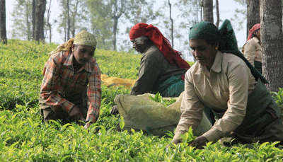Munnar's women tea workers stir the pot