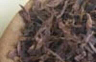 Tobacco may help fight stomach virus