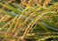Health benefits of rice bran oil