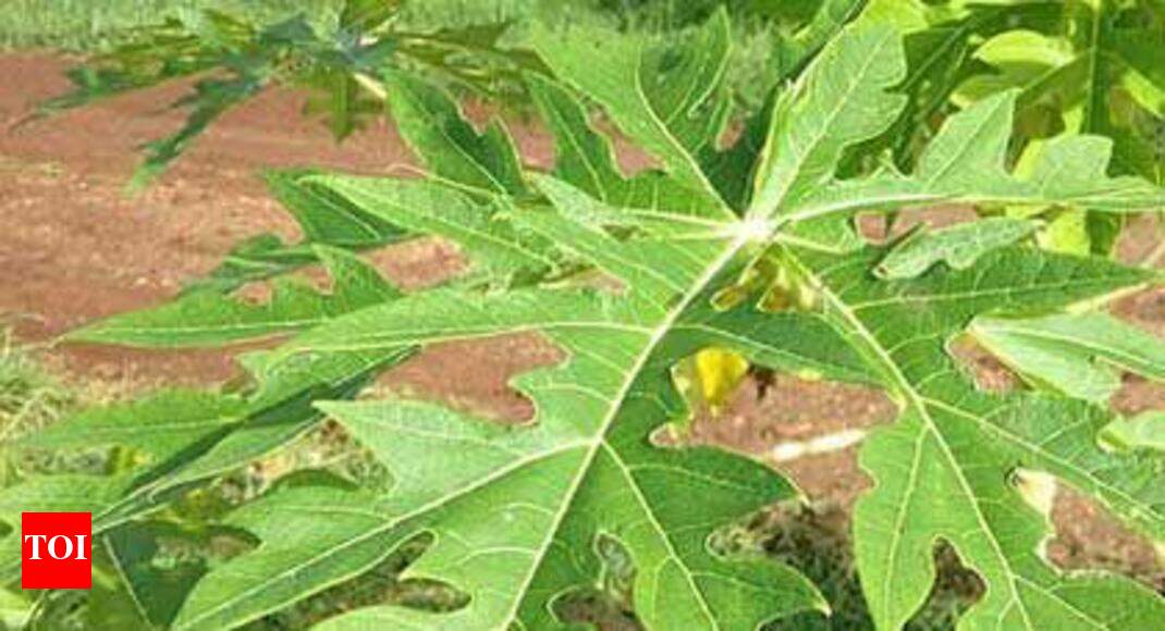 Micro Labs launches pill made from papaya leaf extract to treat dengue