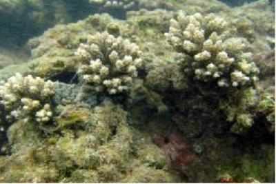 Coral site found in Arabian Sea off Konkan coast