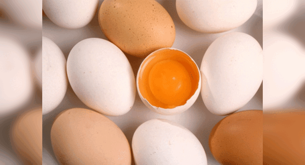 Is Broiler Egg Good For Health? Egg Nutrition