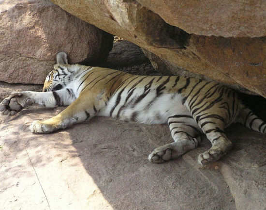 Jaipur Zoo: Get the Detail of Jaipur Zoo on Times of India Travel
