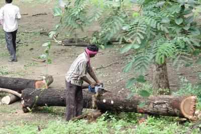 Noida NGO moves green court against the felling of trees