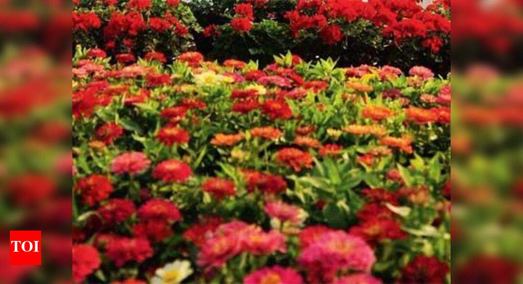 After 45 years, spectacular Valley of Flowers trek opens for public