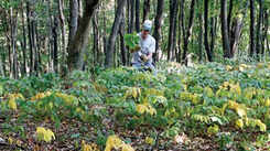 Growing and protecting prized ginseng plants