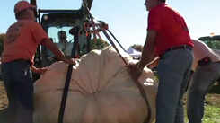 Watch: How to grow a giant pumpkin