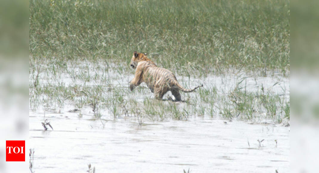 Climate alert for swamp tiger - Times of India