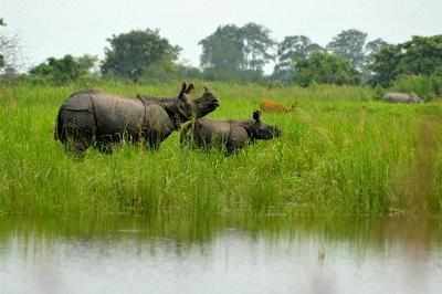 Kaziranga National Park reopens on November 1