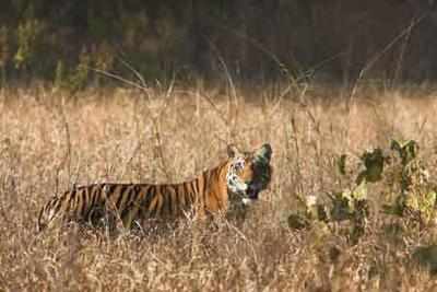 Rescued tiger from Bhopal adapting to new environs at Panna Tiger Reserve