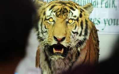 Madhya Pradesh tiger hides seized in Ethiopia, probe team awaiting travel funds