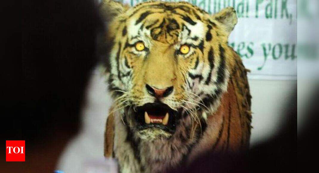 Madhya Pradesh tiger hides seized in Ethiopia, probe team awaiting