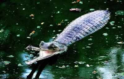 8-foot croc rescued near Waghodia in Gujarat
