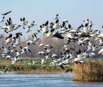 Bird census takes flight after 25 years