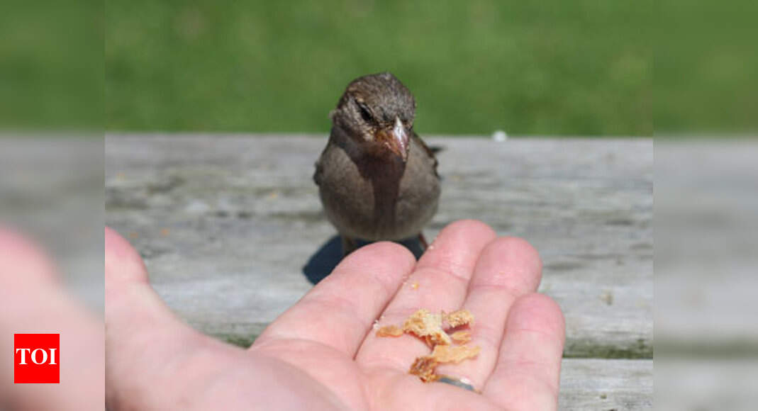 Feeding birds could spread diseases in humans Study Times of India