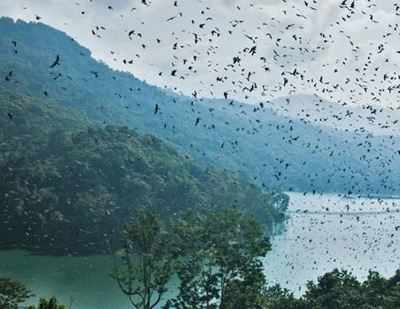 Centre to develop Doyang lake in Nagaland, famous for Amur falcons, as an eco-tourism spot