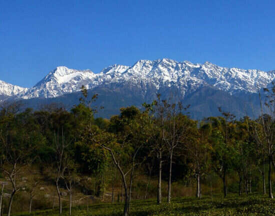Popular places to visit in and around Palampur