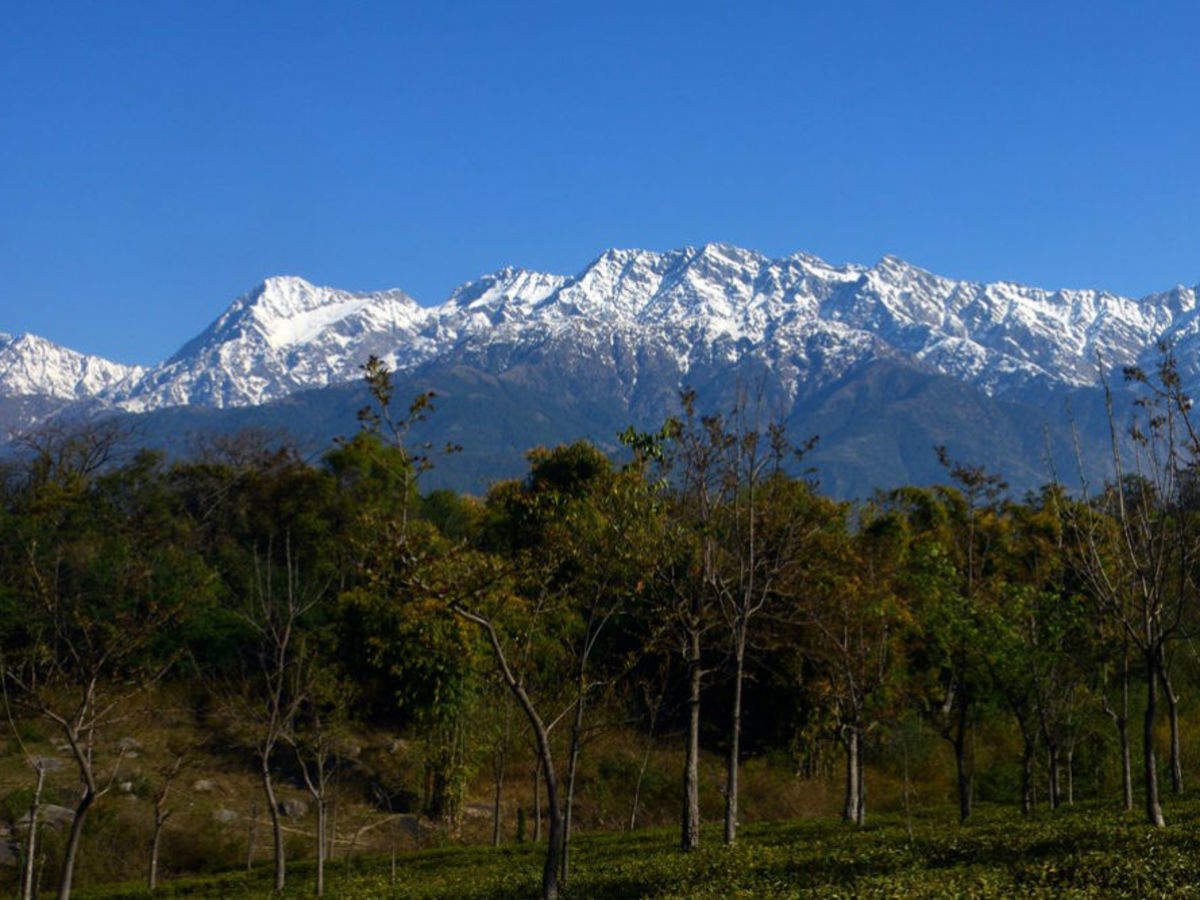 Hill Stations In North India | Please To Visit in Palampur | Times of ...