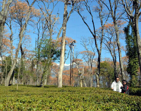 Bundla Tea Estate