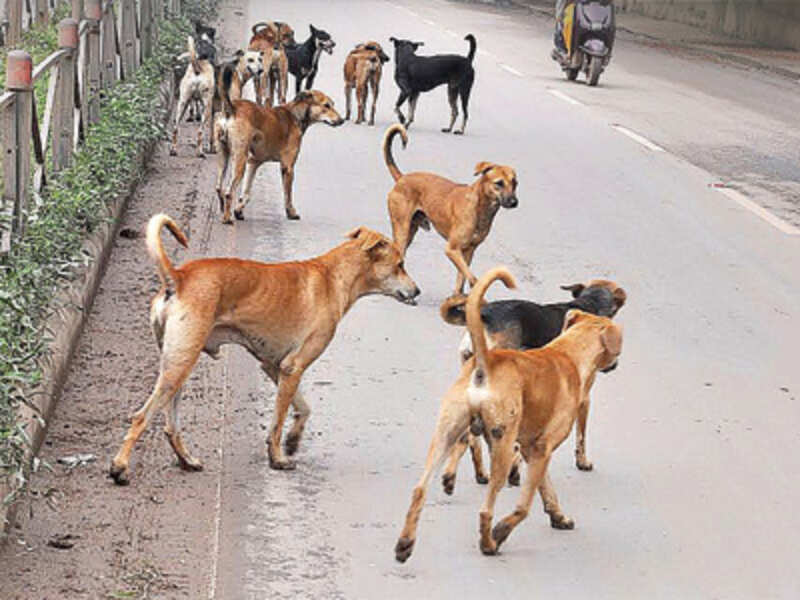 Chennai Reacts To The SC Ruling On Stray Dogs Times Of India