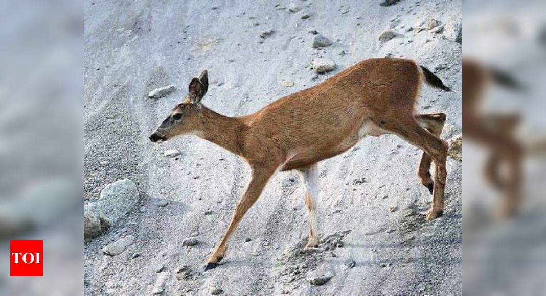 Sikkim Animals Name Musk Deer - National Parks And ...
