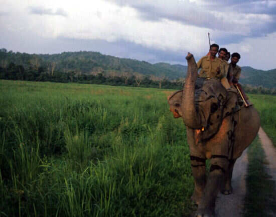 A guide to safari in Kaziranga National Park