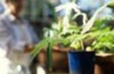 Indoor plants can reduce toxic ozone levels