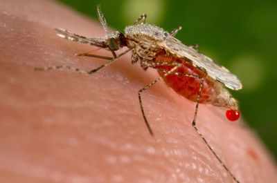 GM mosquitoes that can block malaria created