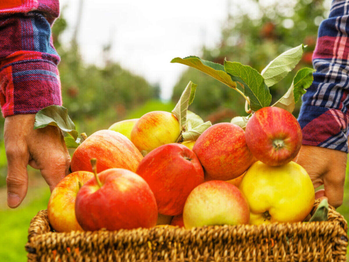 Holidays In India Fruit, Picking Vacations Across India Times of