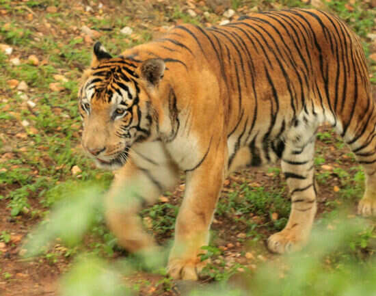 Meet a tiger in Mysore Zoo