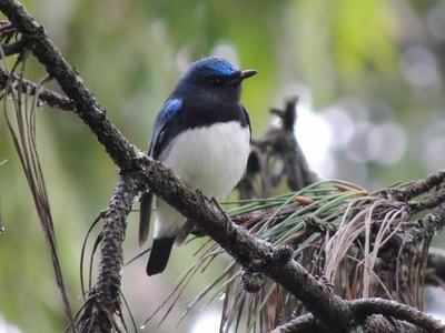 Blue bird visits blue mountains: Rare migratory bird spotted in the Nilgiris