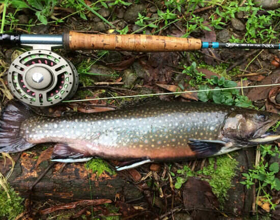 Trout Fishing
