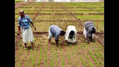 Rajasthan govt to issue 4L soil health cards