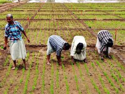 Rajasthan govt to issue 4L soil health cards