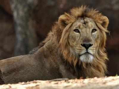 Transfer of lions to London zoo awaits govt nod