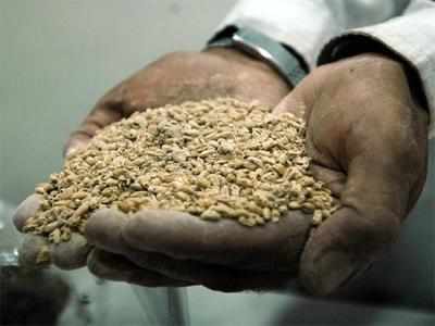 Punjab to auction 2 lakh tonne rotten wheat