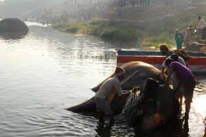 Get blessed by an elephant