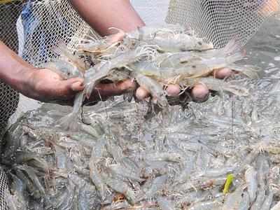 Special drive to remove illegal prawn gheries