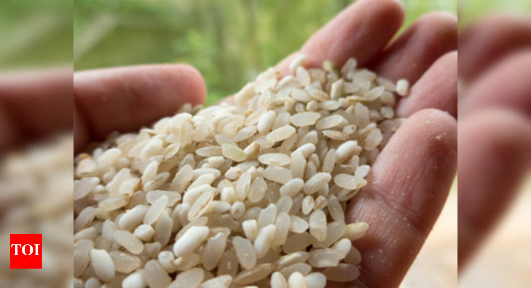 Good News For Diabetics Low Gi Rice Variety Identified Times Of India