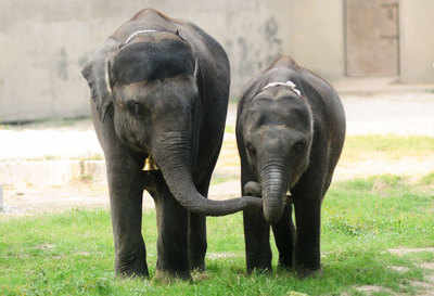 Population explosion at Alipore zoo in Kolkata