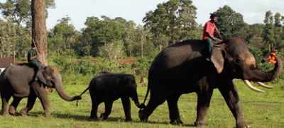 No takers for 'white' elephants