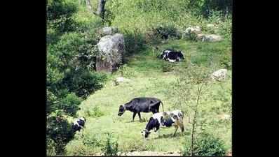 Hindu Janajagruti Samiti urges govt to earmark grazing site in regional plan